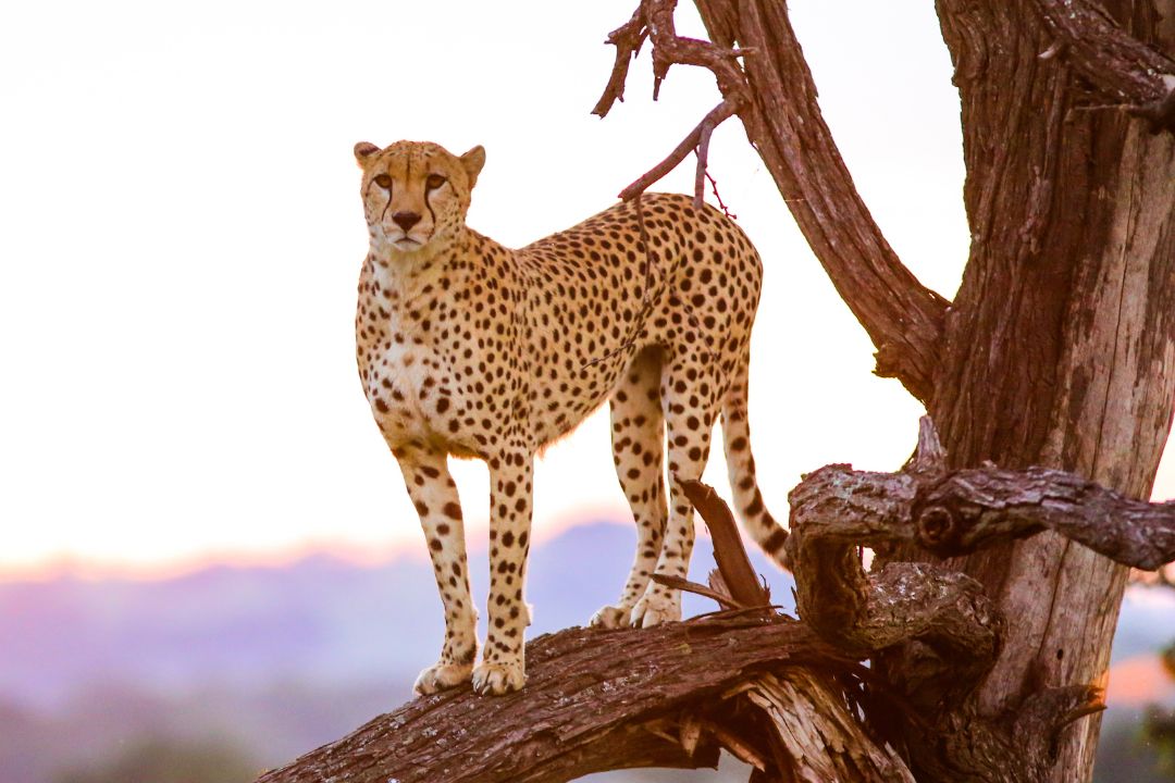 Kishari Tours And Safaris Cinematic African Safari