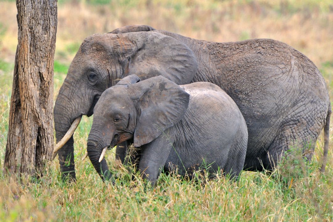 Day Trip to Tarangire National Park