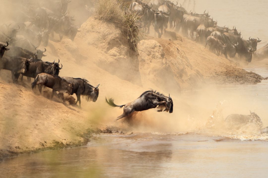 Migration Safaris